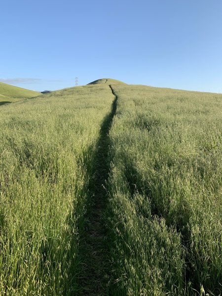 Alternative trail up to the top of Cattail Pond Trail - Nice and green in April!