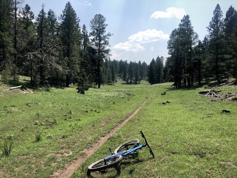 The smooth singletrack at the top of Baily Canyon, around 8,500 feet.