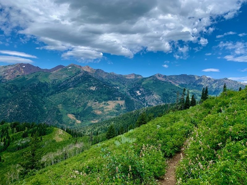 View just above Cabin Flat Trail