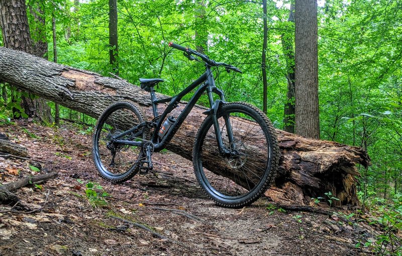 Tree down on trail, easily bypassed on the right.