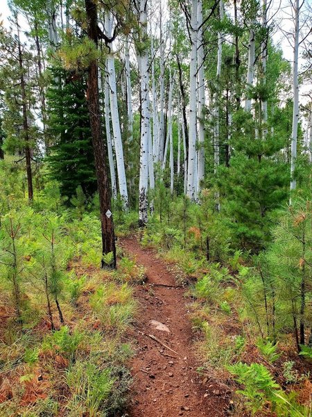 Trail into an aspen stand.