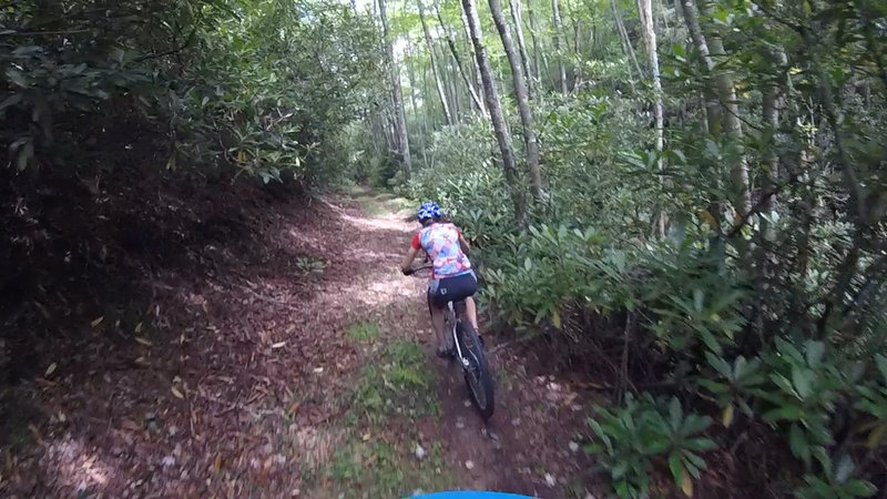 Started our ride from Beartree Camp, Trail is to the left as you turn off of 58. Clean trail, mostly climbing until the last mile or so. Took this to Iron Mountain then to Beech Trail back to 58 then Creeper Trail back to Damascus. About 14 miles and fun.