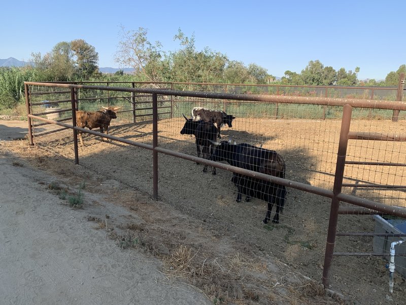 Rare Riverside Longhorns