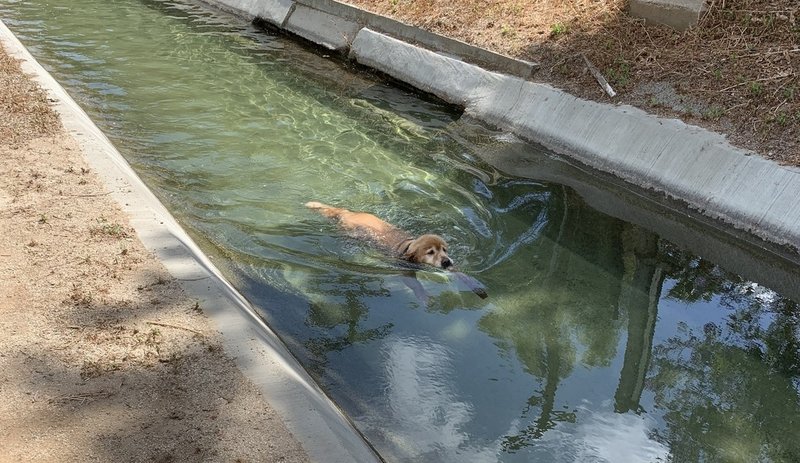 Indigenous canal wildlife