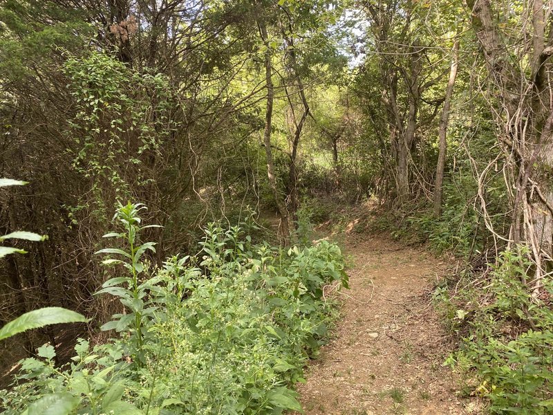 Nice meandering wide singletrack.