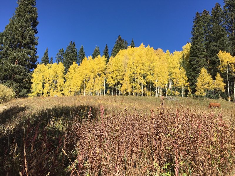 Turning Aspens above Keebler Wagon Trail