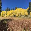 Turning Aspens above Keebler Wagon Trail