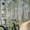 Aspen tree heaven along Golden Gate trail