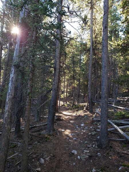 Fun wooded trail with some steep sections.