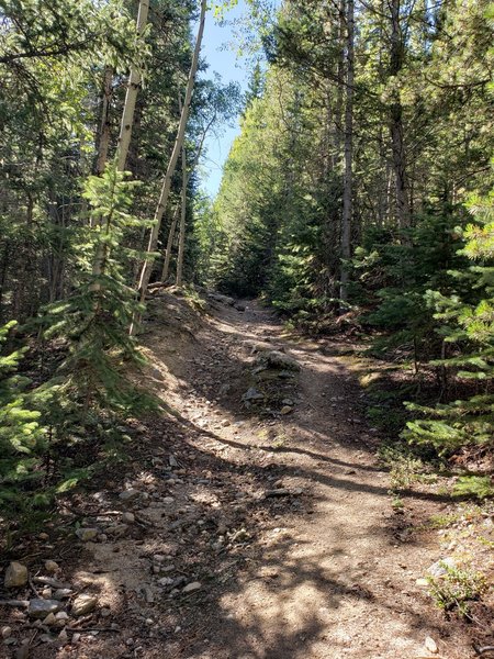 The first 2 miles were a blast gradually going up.   Then the steep climb began.  So fun to bomb down on a unicycle.  Not a technical trail.