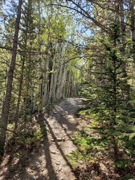 A really fun non-technical trail. Super steep for the last 1.5 miles to the top of the mountain.  Can't wait to visit the trail when the Aspen leaves change color.