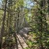 A really fun non-technical trail. Super steep for the last 1.5 miles to the top of the mountain.  Can't wait to visit the trail when the Aspen leaves change color.