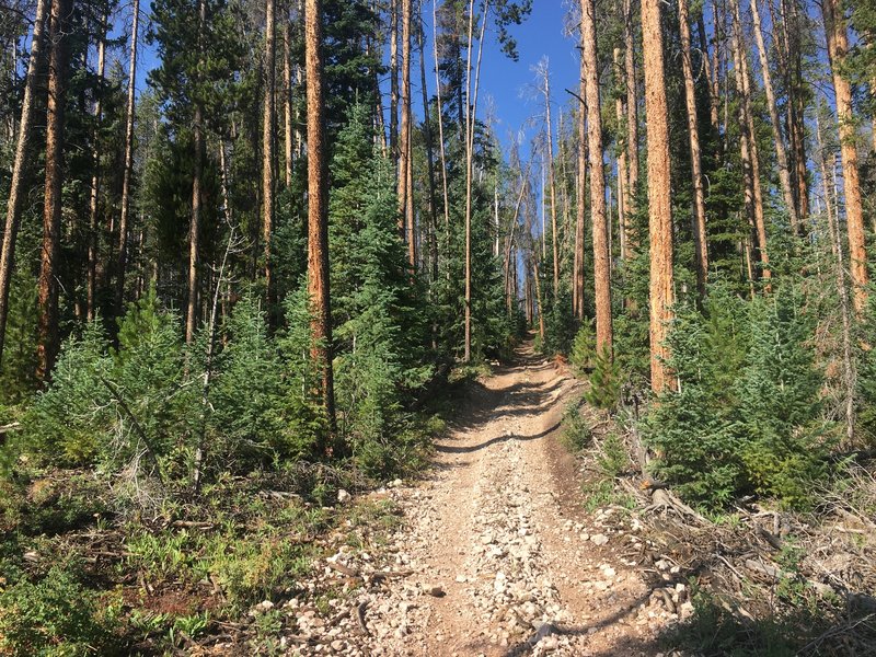 Loose, rocky, doubletrack climbs are common on the Morrison Divide Trail #1174.  Bring your climbing legs...