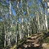 Climbing through aspen groves on Morrison Divide Trail #1174.