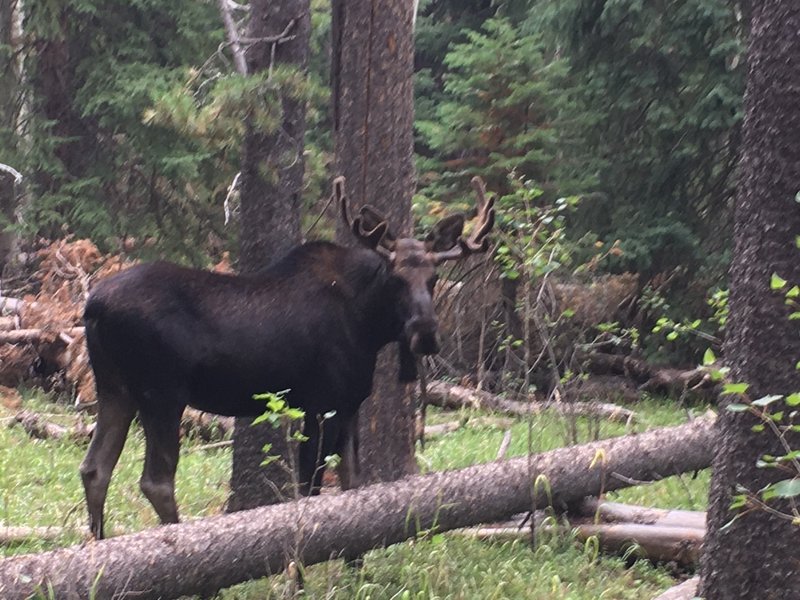 The moose is loose on Cub Creek Trail.