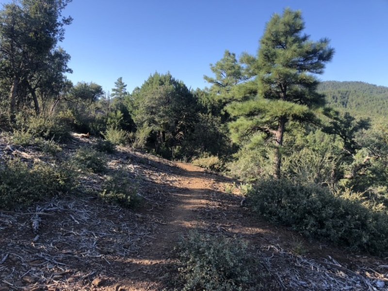 Towards the top of the trail.