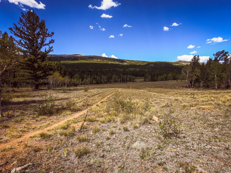 1 of several meadows