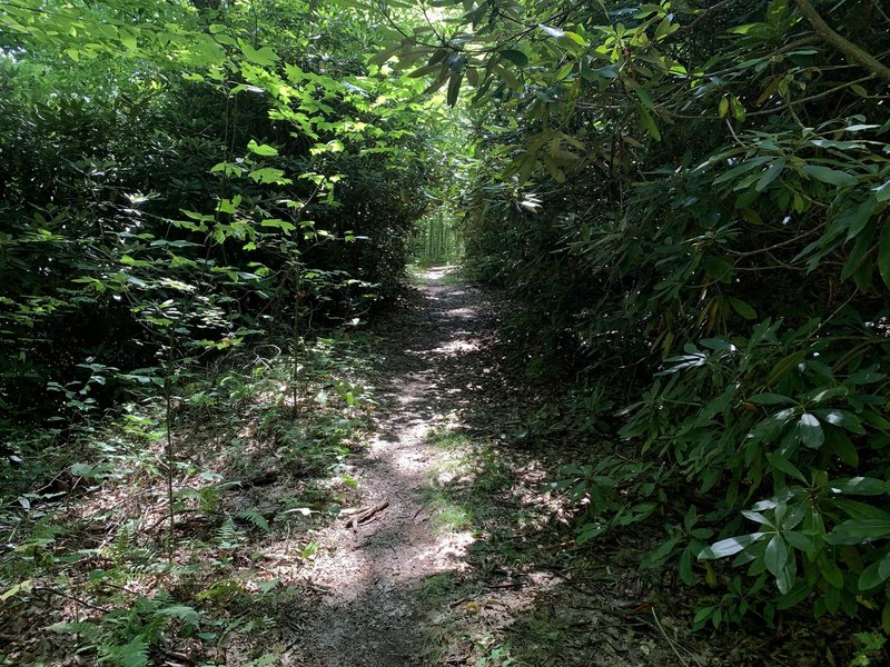 Blockstand Creek singletrack.