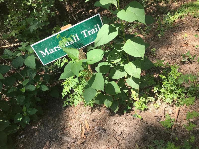 Trail Sign