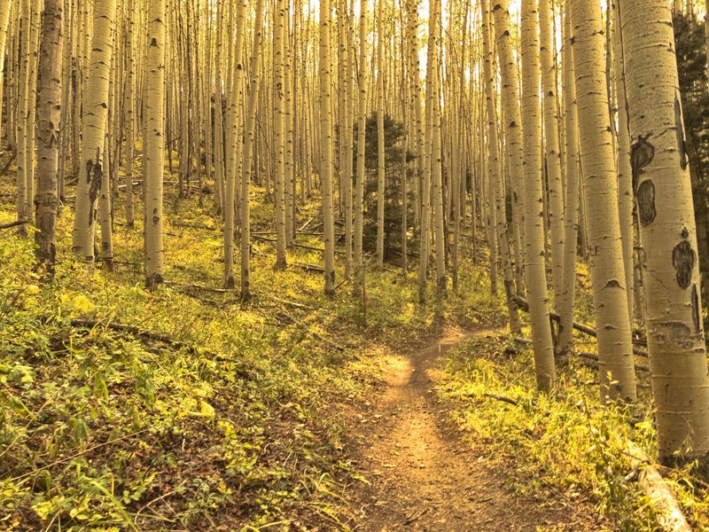 Through the aspens.