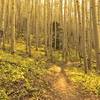 Through the aspens.