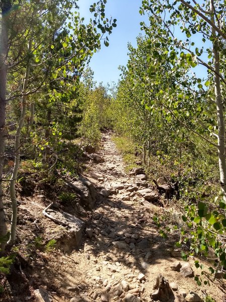 Tight wooded climb through aspen on the N. Sourdough Trail.