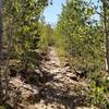 Tight wooded climb through aspen on the N. Sourdough Trail.