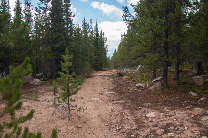 Near the start of the downhill on Trail #264.