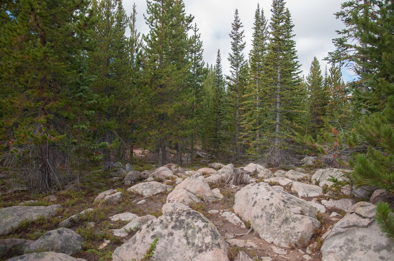 Next to the "High Camp" on trail #264, elevation 10,230 feet.