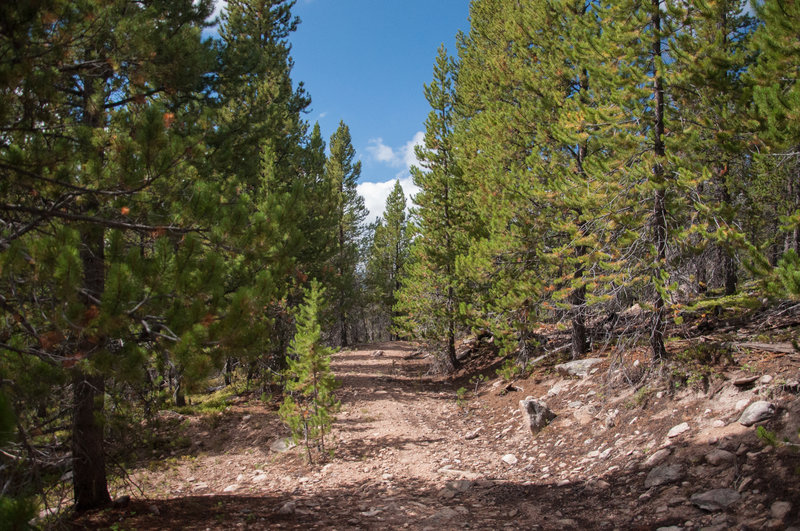 Heading towards Rock Creek Singletrack - on Trail #264.