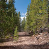 Heading towards Rock Creek Singletrack - on Trail #264.