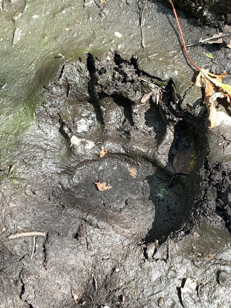 Bear paw print on the trail, one among many.