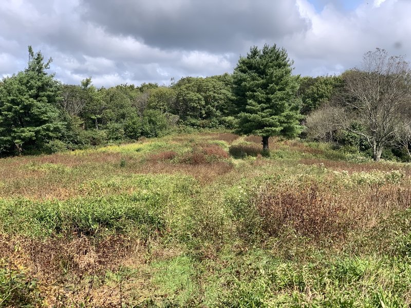 Clearing near the end of the trail.