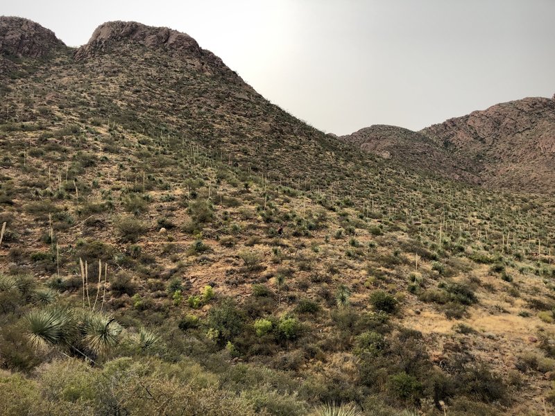 Riding north on Sotol Forest.