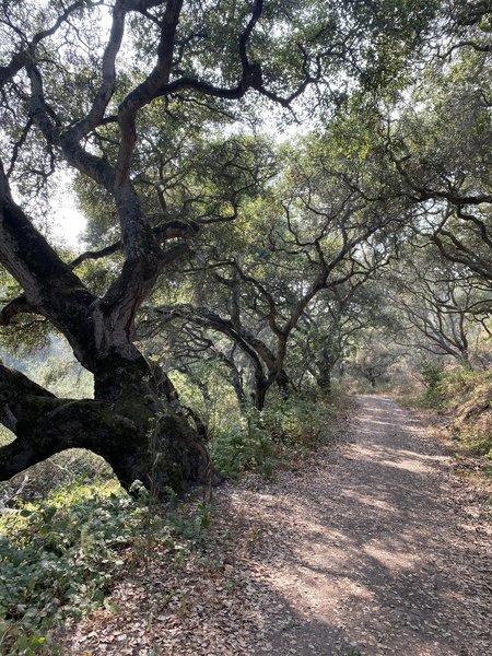 Shady oaks on the backside.