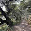 Shady oaks on the backside.