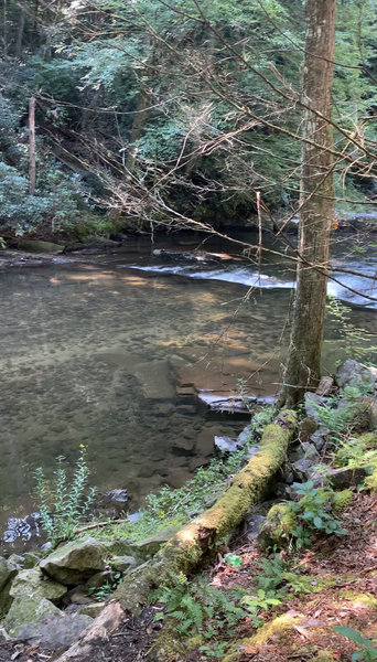 Creek side off of the trail