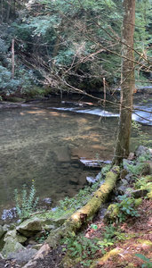Creek side off of the trail