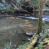 Creek side off of the trail