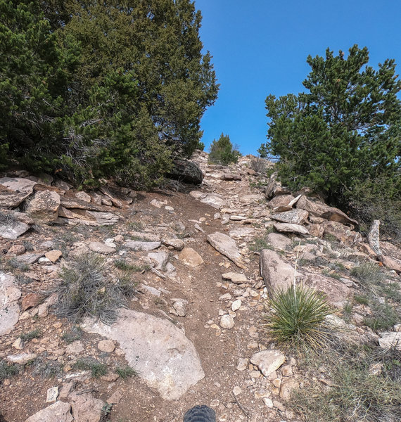 Only black diamond section of trail.