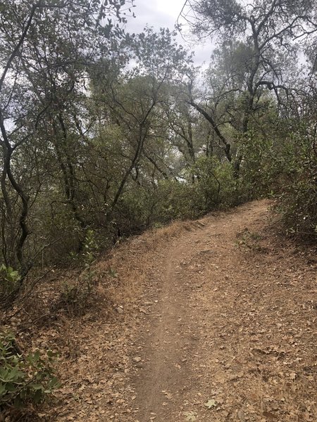 El Dorado Trail near Shingle Springs