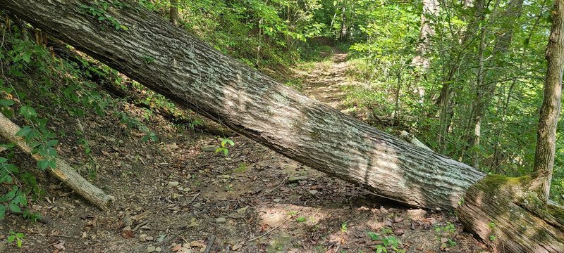 Multiple downed trees