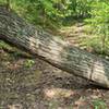 Multiple downed trees