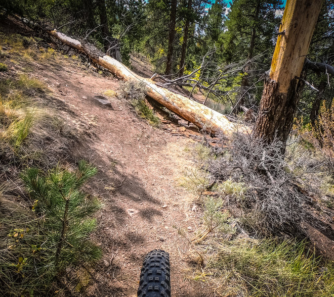 Down tree in trail