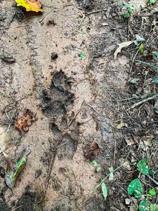 Big cat on the trail....