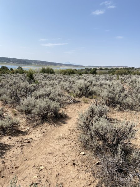 Sagehen Loop Trail