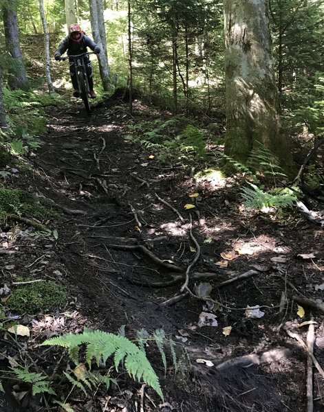 Navigating one of the loamy root laiden descents.