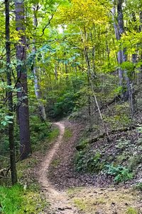 Flowing through the forest