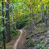 Flowing through the forest