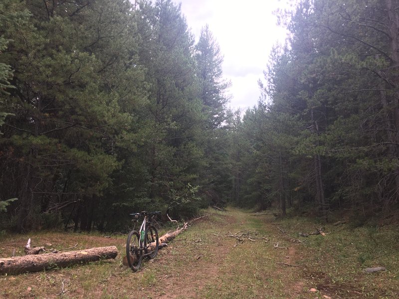 Doubletrack through the pine forest on bike trail #242